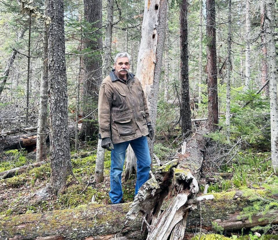 Former forest ministry secretary speaks about industry’s future