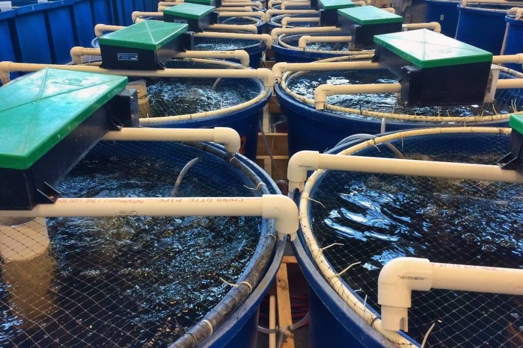 First Nation explores feasibility of land-based salmon farm near Campbell River
