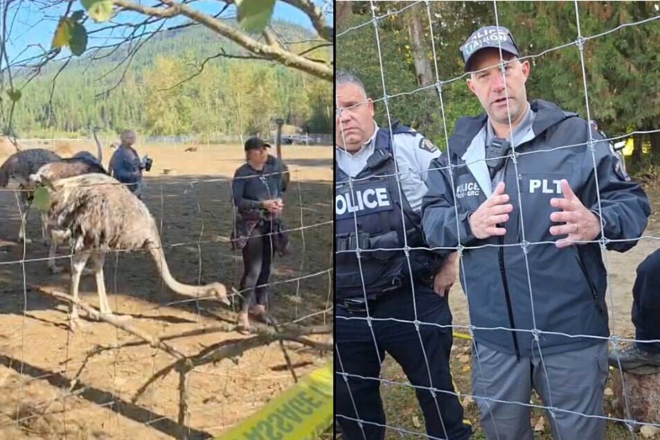 Millions spent at B . C . ostrich farm | Comox Valley Record