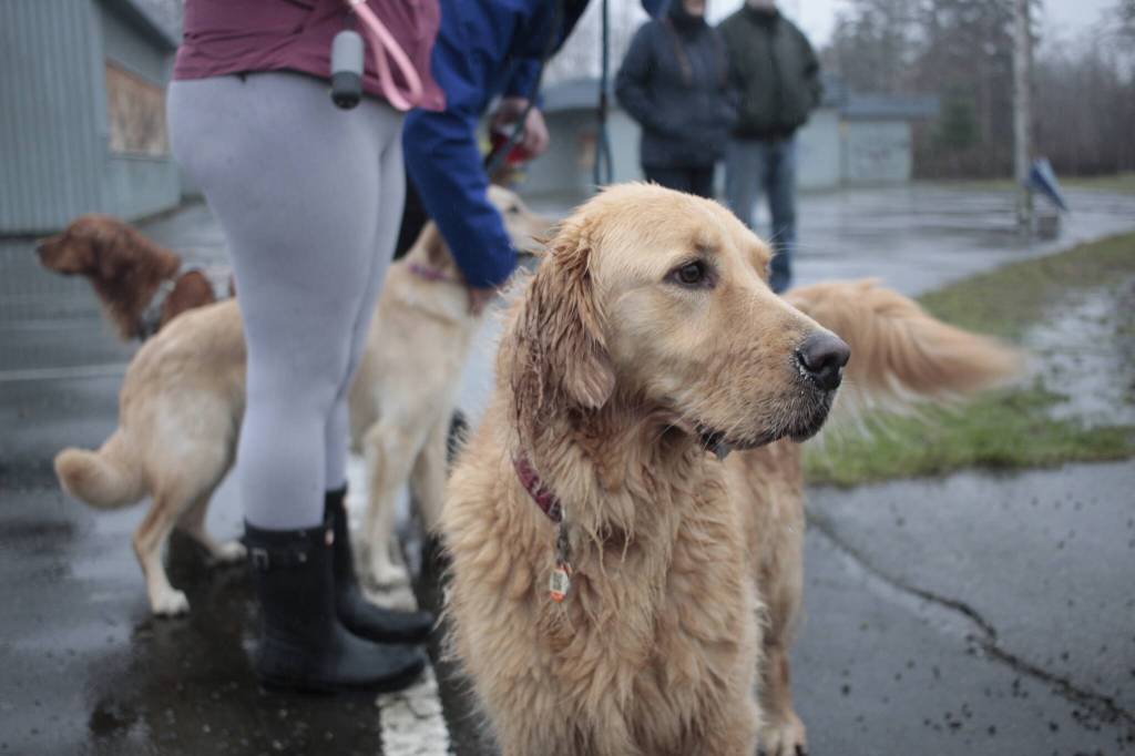 Clancy’s wag-worthy guide to spring in the Comox Valley