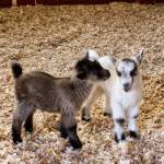 Beacon Hill Children&rsquo;s Farm welcomed seven baby goats ahead of their season opening on March 12. Manager Claudia Laube said the new members will be ready for the visitors. (Nishadini Fonseka/Victoria News)
