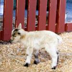 Beacon Hill Children&rsquo;s Farm welcomed seven baby goats ahead of their season opening on March 12. Manager Claudia Laube said the new members will be ready for the visitors. (Nishadini Fonseka/Victoria News)