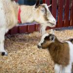 Beacon Hill Children&rsquo;s Farm welcomed seven baby goats ahead of their season opening on March 12. Manager Claudia Laube said the new members will be ready for the visitors. (Nishadini Fonseka/Victoria News)