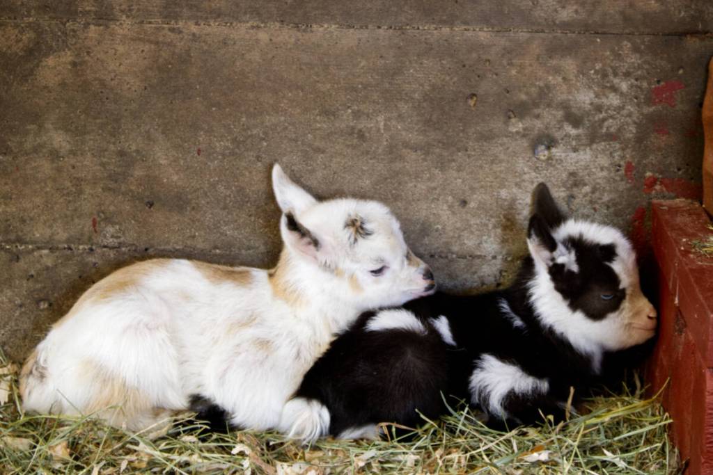 Beacon Hill Children's Farm welcomed seven baby goats ahead of their season opening on March 12. Manager Claudia Laube said the new members will be ready for the visitors. (Nishadini Fonseka/Victoria News)